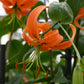 Nahaufnahme einer leuchtend orangefarbenen Lilium henryi (Henrys Lilie oder Riesen-Türkenbund) von Weijers mit dunklen Flecken und langen Staubblättern, die für ihre Krankheitsresistenz bekannt ist, inmitten von grünen Blättern und anderen blühenden Lilien.
