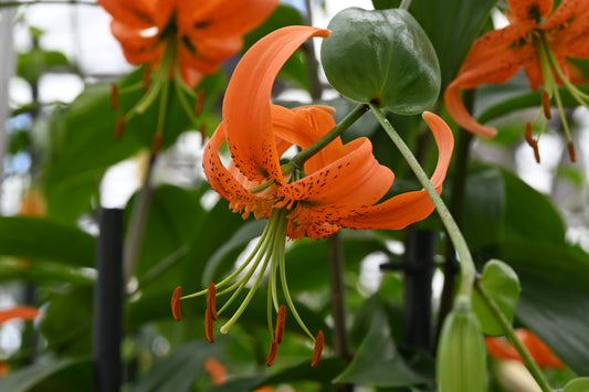 Nahaufnahme einer Weijers Lilium henryi mit geschwungenen orangefarbenen Blütenblättern und markanten Staubblättern, umgeben von grünen Blättern und weiteren krankheitsresistenten Lilium henryi im Hintergrund.
