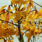Eine Gruppe leuchtender Lilium leichtlinii (Wildlilie/Japanische Lilie) von Verberghe mit gelben Blüten, die dunkel gesprenkelt sind, und langen Blütenstielen blüht vor einem sanften, hellen Hintergrund.