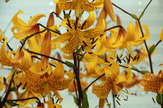 Eine Gruppe lebhafter Lilium leichtlinii von Verberghe, die gelbe Blüten mit orangefarbenen Sprenkeln und geschwungenen Blütenblättern zeigen, vor einem sanft verschwommenen, hellen Hintergrund.