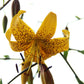 Eine Nahaufnahme von gelben Blüten mit dunkelroten Flecken an Lilium leichtlinii (Wildlilie/Japanische Lilie) von Verberghe, die grüne Stängel und lange Blütenstiele vor einem strahlend weißen Hintergrund zeigt.