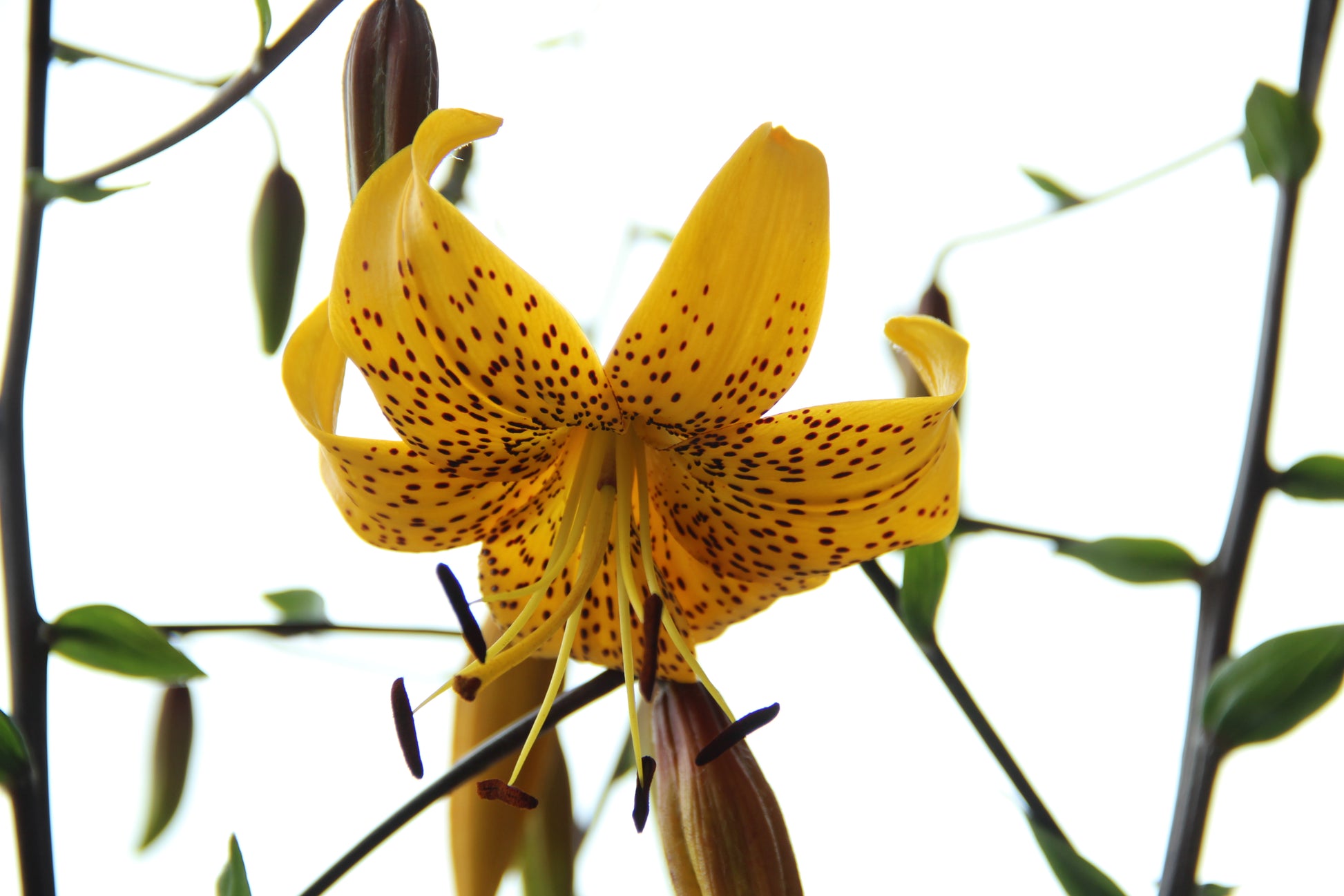 Eine Nahaufnahme von gelben Blüten mit dunkelroten Flecken an Lilium leichtlinii (Wildlilie/Japanische Lilie) von Verberghe, die grüne Stängel und lange Blütenstiele vor einem strahlend weißen Hintergrund zeigt.