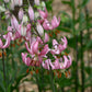 Eine Gruppe von Verberghe Lilium martagon ‚Candy Morning‘ – Türkenbund-Hybriden mit rosa, gesprenkelten Blütenblättern und auffälligen orangefarbenen Staubblättern – blüht inmitten von grünem Laub vor einem zartbraunen Hintergrund im Garten.