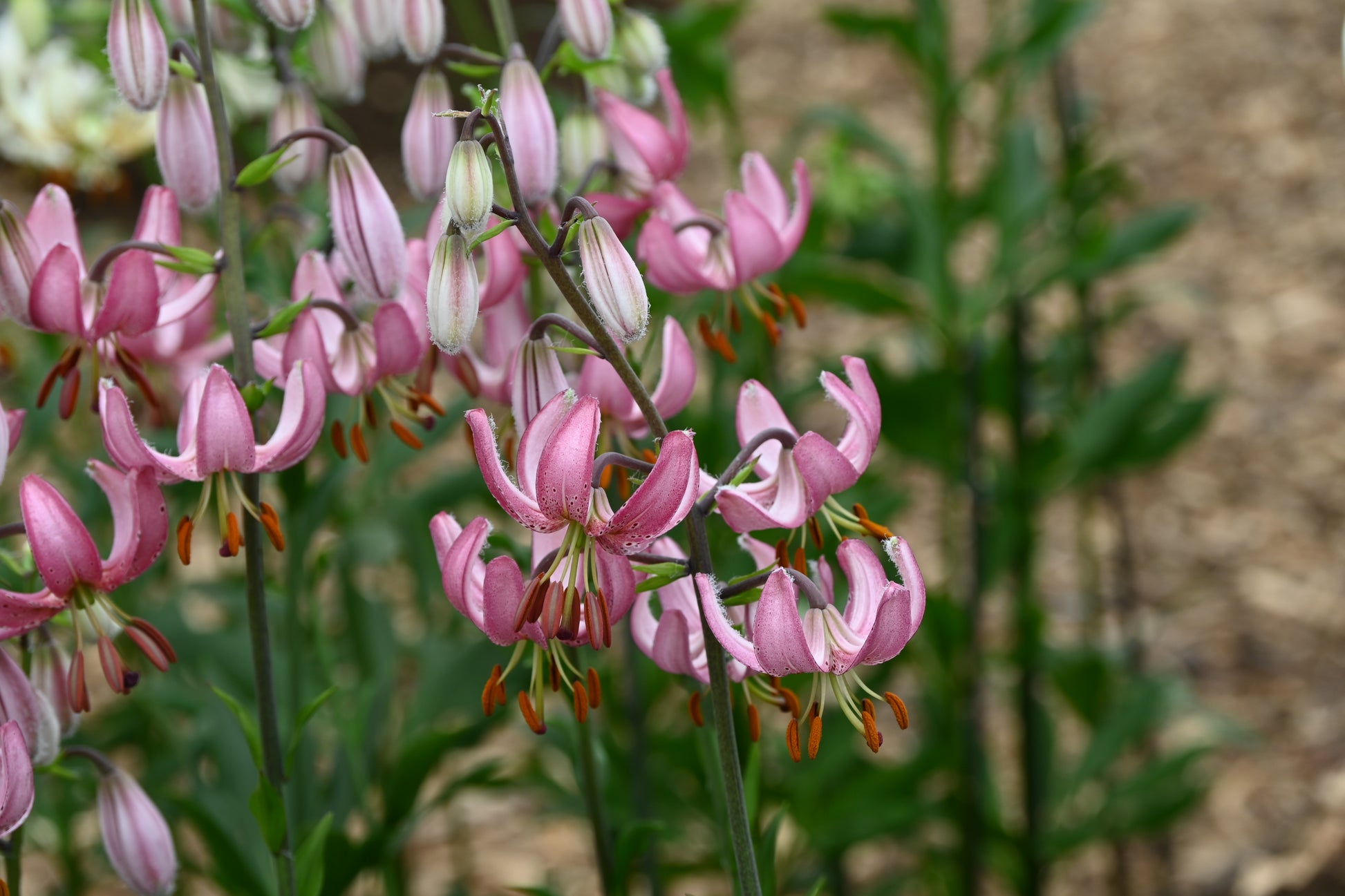 Eine Gruppe von Verberghe Lilium martagon ‚Candy Morning‘ – Türkenbund-Hybriden mit rosa, gesprenkelten Blütenblättern und auffälligen orangefarbenen Staubblättern – blüht inmitten von grünem Laub vor einem zartbraunen Hintergrund im Garten.