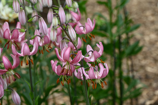 Die Lilium martagon 'Candy Morning' von Verberghe besticht durch ihre rosa-weißen, insektenfreundlichen Blüten mit geschwungenen Blütenblättern und orangefarbenen Staubblättern, die auf hohen grünen Stielen stehen und sich wunderschön vom Gartenlaub und Mulch abheben.