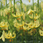 Lilium martagon ‚Golden Morning‘ (Verberghe) bildet Büschel glockenförmiger, zartgelber Blüten mit geschwungenen Blütenblättern und orangefarbenen Staubblättern an hohen grünen Stielen. Die Pflanze gedeiht in humusreichem Boden und schafft einen insektenfreundlichen Lebensraum.