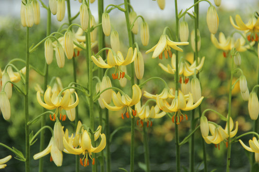 Die hohen Stiele der Lilium martagon 'Golden Morning' von Verberghe tragen inmitten des grünen Laubs Büschel gelber, nach unten gerichteter Lilienblüten mit orangefarbenen Staubblättern. Diese bienenfreundlichen Blüten locken Insekten in Ihren Garten.