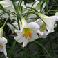 Die Lilium regale 'Album' – Weiße Königslilie von Weijers blüht im Juli mit duftenden weißen Trompetenblüten und gelb-orangefarbenen Staubblättern, die zwischen schlanken grünen Blättern ein prächtiges Gartenbild bieten.