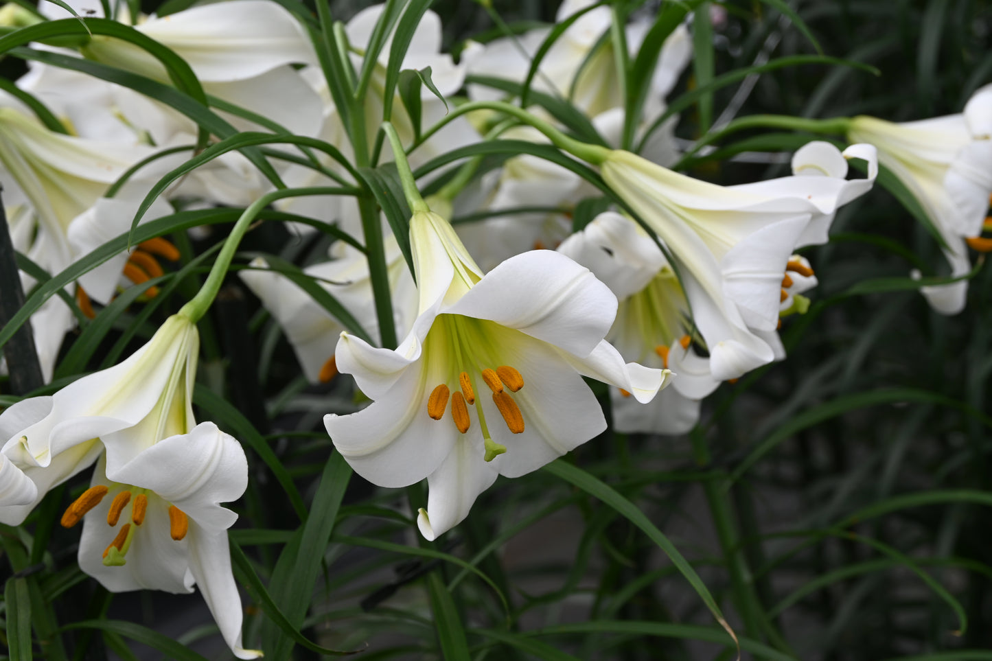Die Lilium regale 'Album' – Weiße Königslilie von Weijers blüht im Juli mit duftenden weißen Trompetenblüten und gelb-orangefarbenen Staubblättern, die zwischen schlanken grünen Blättern ein prächtiges Gartenbild bieten.