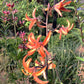Ein hoher Stiel der Lilium martagon ‚Orange Marmalade‘, einer Türkenbund-Hybride von Sam van Schooten, präsentiert Büschel orangefarbener, geschwungener Lilienblüten inmitten üppig grünen Laubs und blühender Gartenpflanzen.