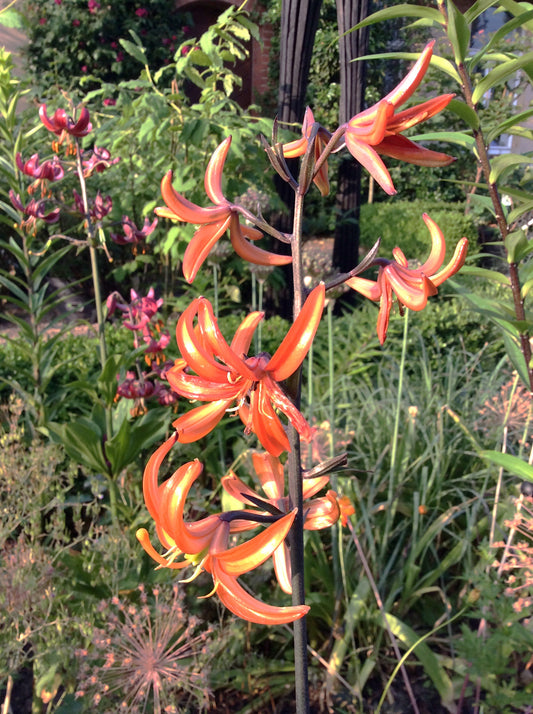 Ein hoher Stiel von Sam van Schootens Lilium martagon ‚Orange Marmalade‘ mit orangefarbenen, geschwungenen Blütenblättern ragt aus dem grünen Laub und anderen Blumen in einem sonnendurchfluteten, insektenfreundlichen Garten hervor, im Hintergrund sind Blattpflanzen und dunkelrosa Blüten zu sehen.