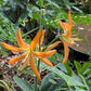 Zwei auffällige Lilium martagon ‚Orange Marmalade‘-Lilien (Türkenbund-Hybride) von Sam van Schooten blühen mit langen, schmalen orangefarbenen Blütenblättern inmitten von grünem Laub; ihr insektenfreundliches Ambiente wird durch üppige Blätter und einen Hauch eines braunen, runden Objekts im Hintergrund abgerundet.