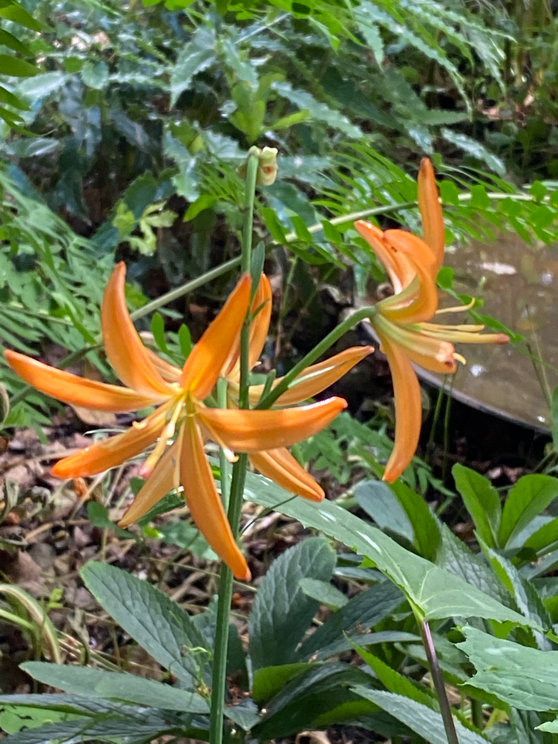 Zwei auffällige Lilium martagon ‚Orange Marmalade‘-Lilien (Türkenbund-Hybride) von Sam van Schooten blühen mit langen, schmalen orangefarbenen Blütenblättern inmitten von grünem Laub; ihr insektenfreundliches Ambiente wird durch üppige Blätter und einen Hauch eines braunen, runden Objekts im Hintergrund abgerundet.