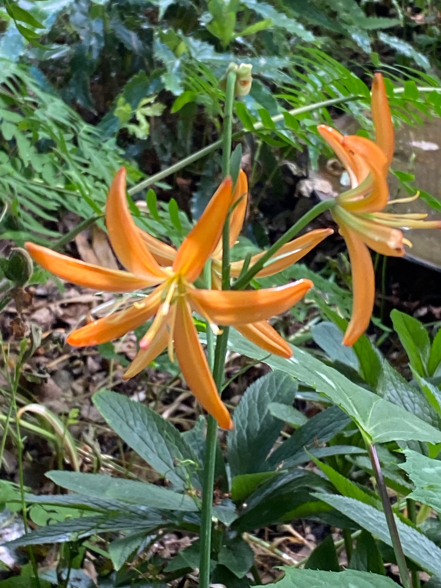 Zwei auffällige Lilium martagon ‚Orange Marmalade‘ – eine Türkenbund-Hybride von Sam van Schooten – mit langen, schmalen orangefarbenen Blütenblättern blühen inmitten üppig-grünen Blattwerks. Diese insektenfreundlichen Blüten stehen im Mittelpunkt des Bildes.