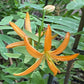 Die Lilium martagon ‚Orange Marmalade‘ – eine Türkenbund-Hybride von Sam van Schooten – besticht durch eine leuchtend orangefarbene Blüte mit langen, schmalen Blütenblättern, einer einzelnen Knospe und grünen, gefiederten Blättern, die im Hintergrund ein insektenfreundliches Laubbild bilden.