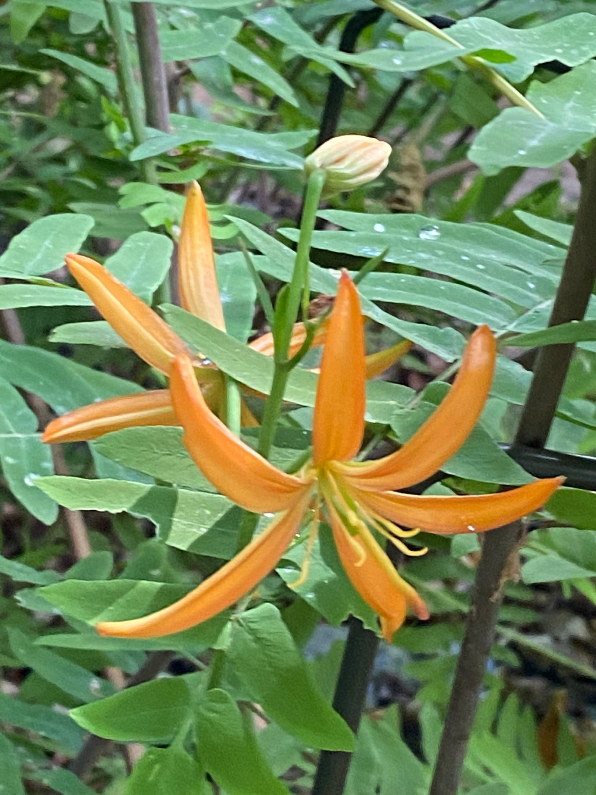 Die Lilium martagon ‚Orange Marmalade‘ – eine Türkenbund-Hybride von Sam van Schooten – besticht durch eine leuchtend orangefarbene Blüte mit langen, schmalen Blütenblättern, einer einzelnen Knospe und grünen, gefiederten Blättern, die im Hintergrund ein insektenfreundliches Laubbild bilden.