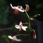 Ein hoher Stiel der Lilium martagon ‚Pink Morning‘ (Türkenbund-Hybride) von Sam van Schooten trägt zartrosa Lilien mit orangefarbenen Staubblättern, die im Sonnenlicht vor dem Hintergrund eines sanften, dunklen Gartens leuchten – ideal für bestäuberfreundliche Gärten mit nährstoffreichem Boden.