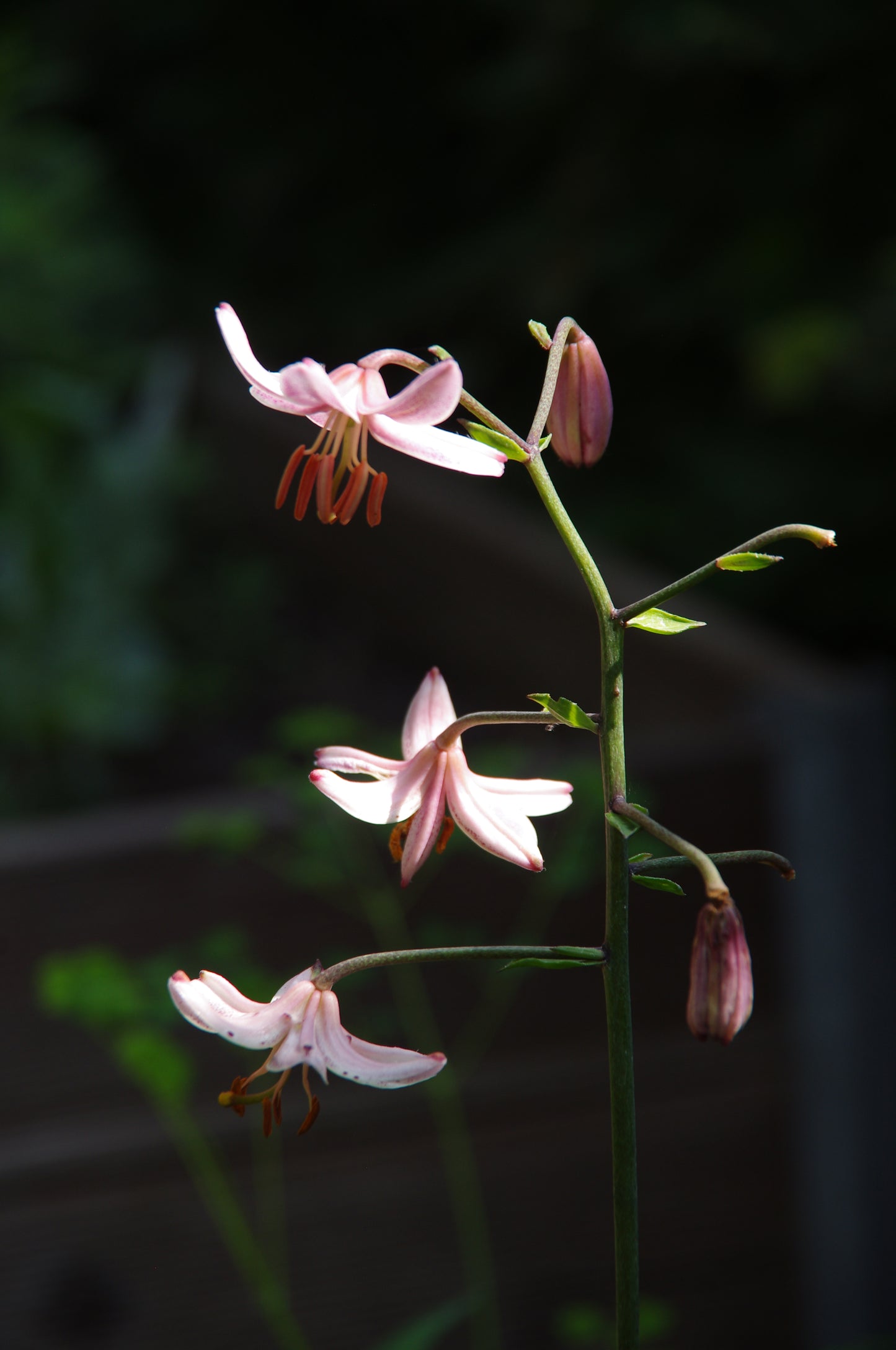 Ein hoher Stiel der Lilium martagon ‚Pink Morning‘ (Türkenbund-Hybride) von Sam van Schooten trägt zartrosa Lilien mit orangefarbenen Staubblättern, die im Sonnenlicht vor dem Hintergrund eines sanften, dunklen Gartens leuchten – ideal für bestäuberfreundliche Gärten mit nährstoffreichem Boden.