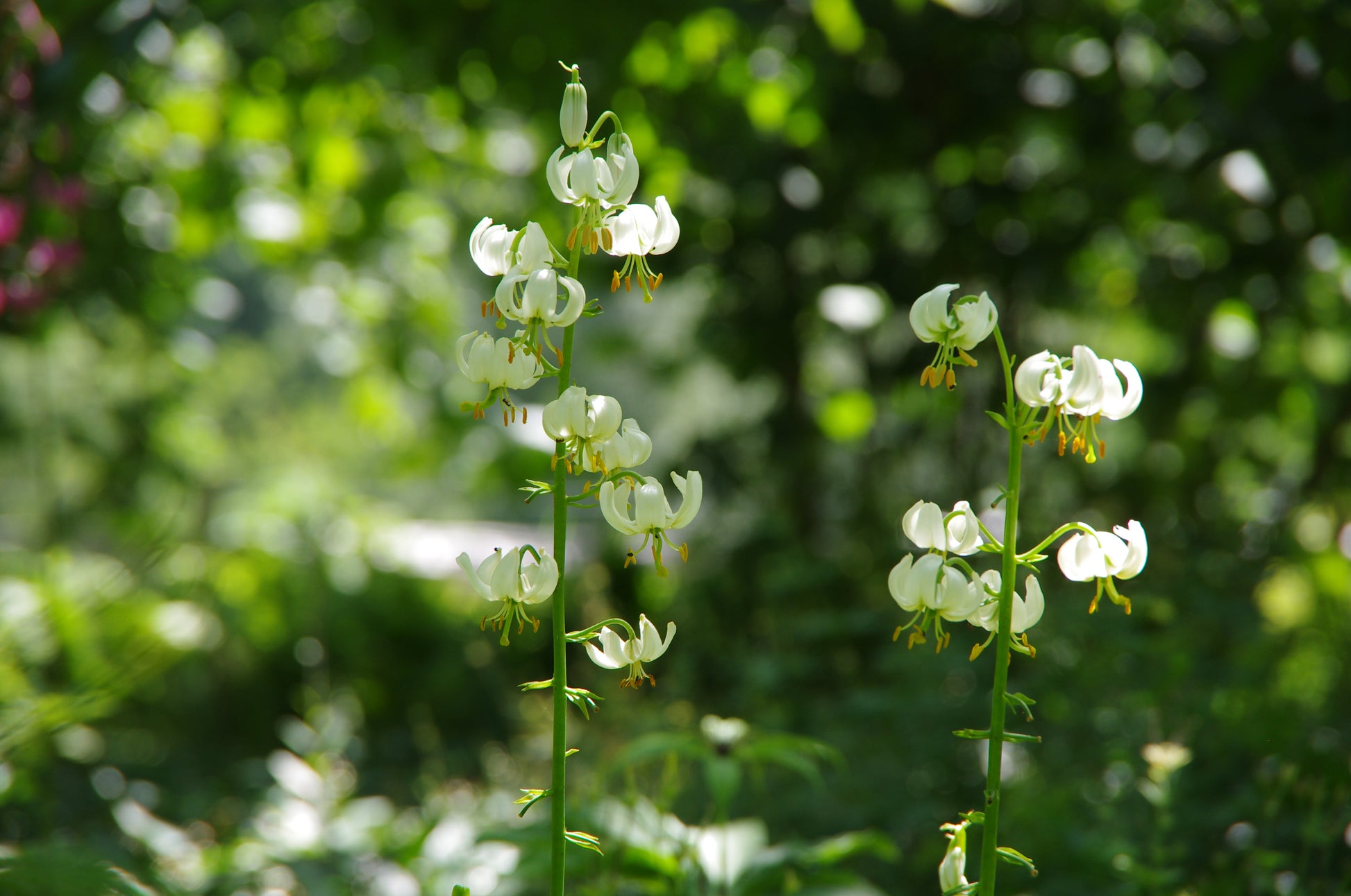 Zwei hohe Stiele der Lilium martagon ‚Snowy Morning‘, einer Türkenbund-Hybride von Verberghe, tragen reinweiße Blüten mit geschwungenen Blütenblättern und gelben Blütenmitten, die insektenfreundlich sind und sich zart gestuft an den üppig grünen Stielen reihen.