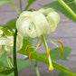 Nahaufnahme von Lilium martagon ‚Snowy Morning‘ (Türkenbund-Hybride) von Verberghe, die weiße, geschwungene Blütenblätter und gelb gespitzte Staubblätter vor grünem Blattwerk zeigt – ein insektenfreundliches Highlight für jeden Garten.