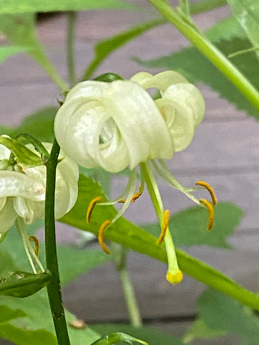 Eine Nahaufnahme von Verberghes Lilium martagon ‚Snowy Morning‘ zeigt blassgrünlich-weiße, gewellte Blütenblätter und lange Staubblätter mit gelben Spitzen vor einem verschwommenen Hintergrund aus grünen Blättern und Stielen.