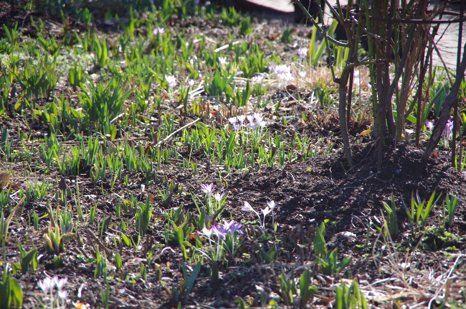 Das Sonnenlicht fängt grüne Triebe und kleine lila-weiße Blüten im Boden neben einem kahlen Strauch ein - eine Szene, die von "Mi. 01.04.2026 | 15.00-16.30 RUNDGANG Was zu tun ist im Garten im April" der Königlichen Gartenakademie.