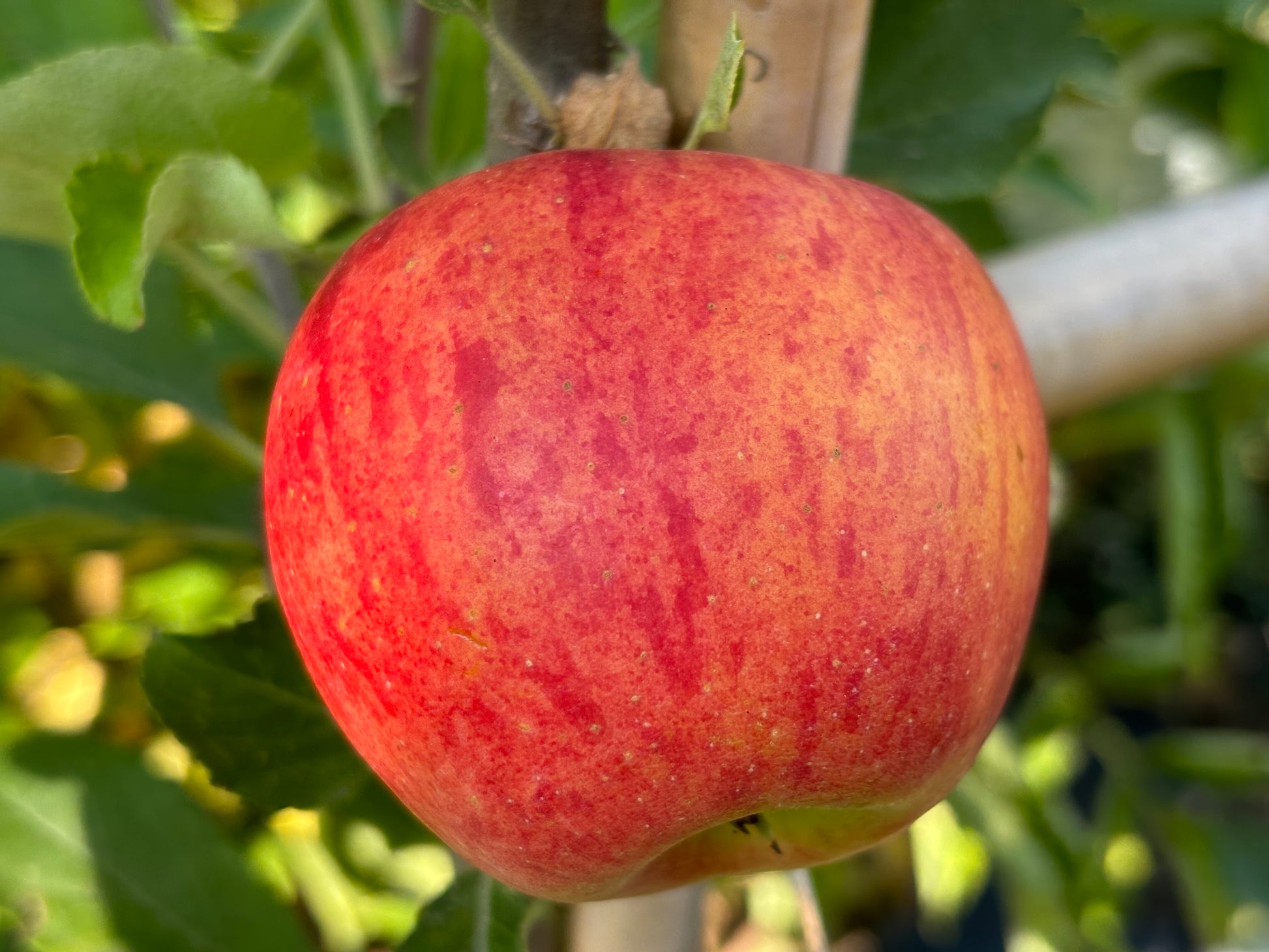 Eine Nahaufnahme eines reifen roten Apfels mit gelben Streifen, der zwischen grünen Blättern hängt - ideal für den Sa. 26.09.2026 | 15.00 - 17.00 INTENSIVKURS Der Obstgarten im Herbst NEU by Königliche Gartenakademie.
