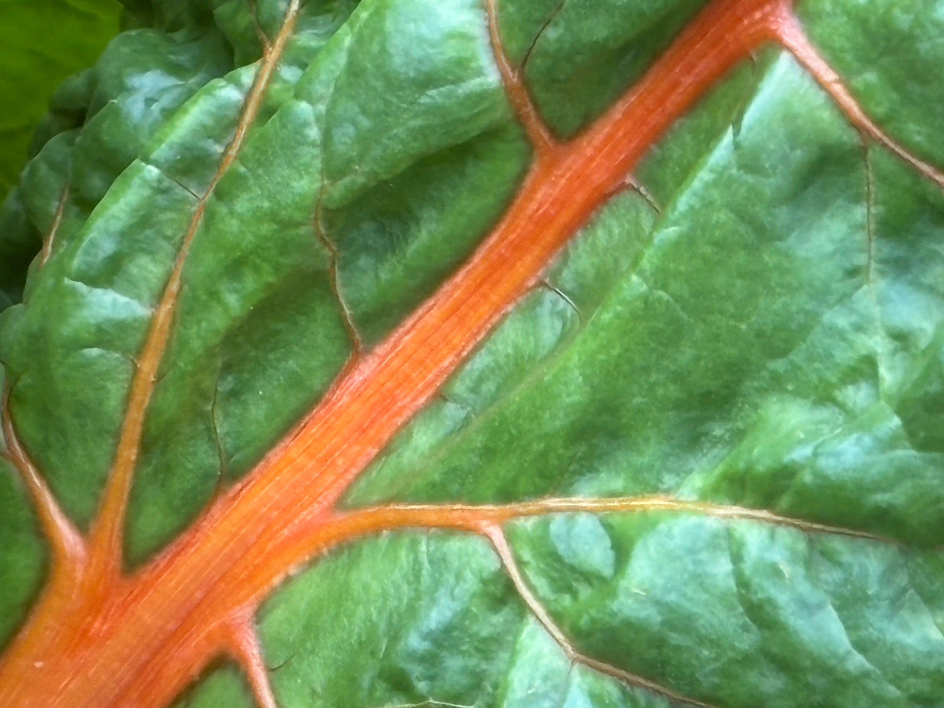 Nahaufnahme eines grünen Blattes mit orange-roter Mittelader - eine ideale Inspiration für den WORKSHOP Ausgefallene Gemüsearten NEU der Königlichen Gartenakademie am Fr. 15.05.2026, 10.00-12.00.