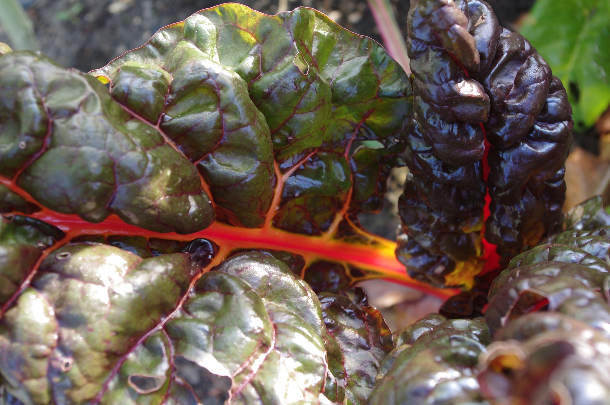Nahaufnahme von Mangoldblättern mit glänzenden, dunkelgrünen, gekräuselten Oberflächen und rot-orangen Adern - ideal für den WORKSHOP der Königlichen Gartenakademie: Delikatessen für Balkon und Terrasse am Do. 02.04.2026, 10-12 Uhr.
