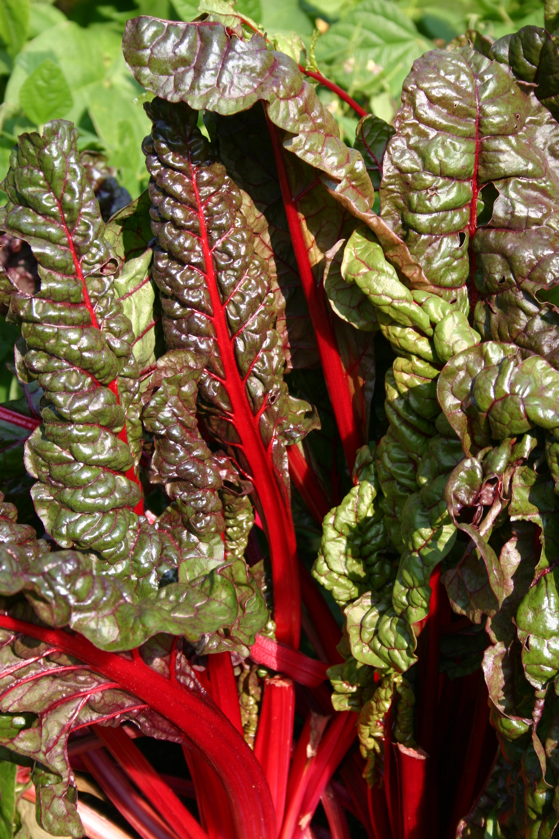 Nahaufnahme von leuchtenden Mangoldblättern - die perfekte Inspiration für den WORKSHOP Ausgefallene Gemüsearten NEU der Königlichen Gartenakademie am Fr. 15.05.2026, 10-12 Uhr, ideal für Fans ungewöhnlicher Gemüsearten und Gemüseanbau-Kurse.