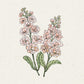 Handgezeichnete Illustration von zwei blühenden Stängeln mit Büscheln von zarten Aprikosenblüten und grünen Blättern auf einem strukturierten cremefarbenen Hintergrund. Inspiriert von Jora Dahl | Matthiola Incana 'Iron Apricot' (Levkoje) von Jora Dahl.