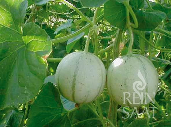 Zwei runde, hellgrüne Zuckermelonen 'Charentais' von Reinsaat | Zuckermelone mit schwachen Streifen hängen an einer blattreichen Ranke, umgeben von grünem Laub. Das Bild ist mit einem weißen Reinsaat-Wasserzeichen in der unteren rechten Ecke versehen.