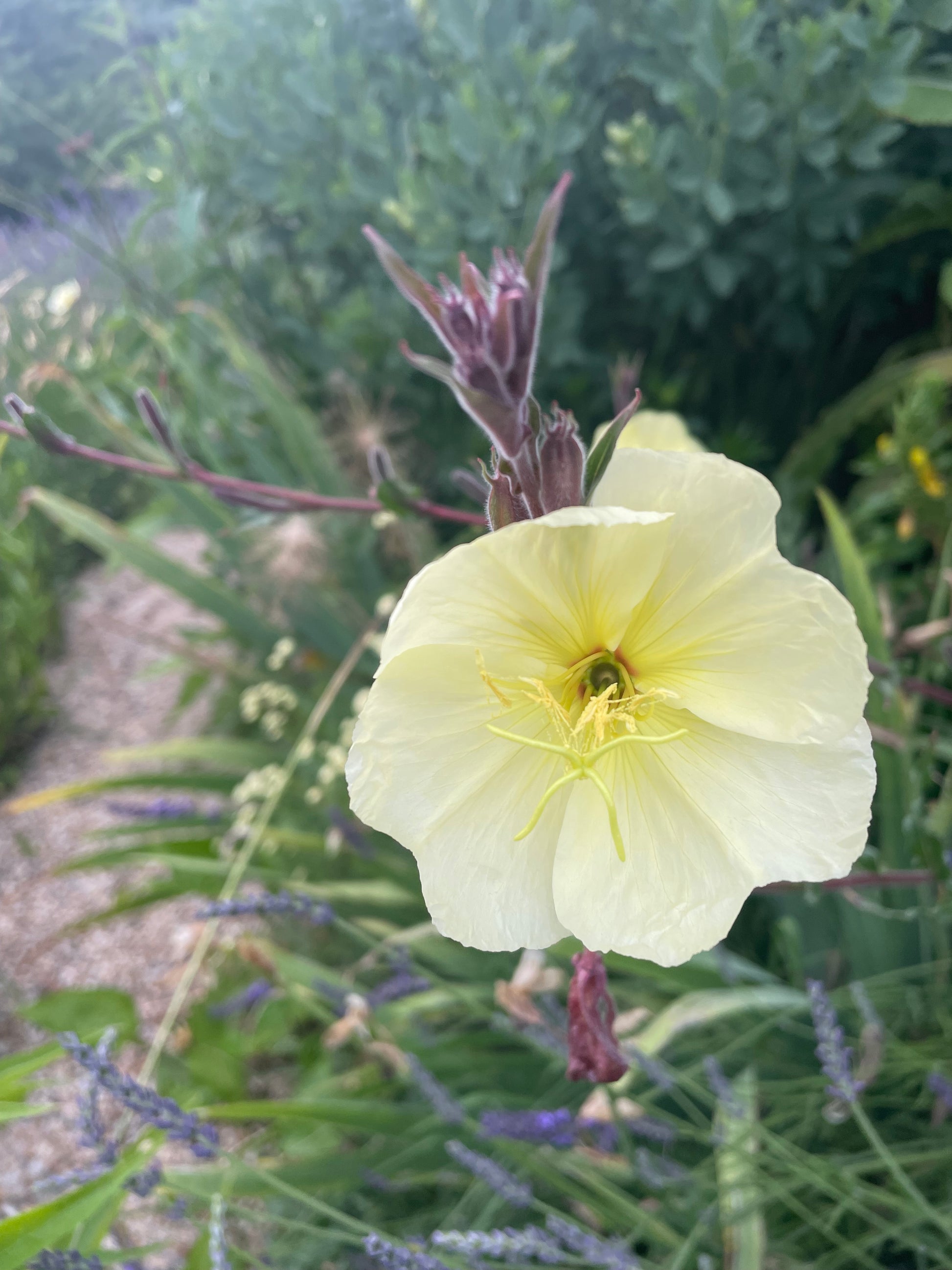 Eine Nahaufnahme einer hellgelben Nachtkerze mit zarten Blütenblättern, zu sehen in der MONDFÜHRUNG "Pflanzen, die im Mondschein leuchten" der Königlichen Gartenakademie am Di. 30.06.2026, 17-18 Uhr - ideal für leuchtende Mondscheingärten.