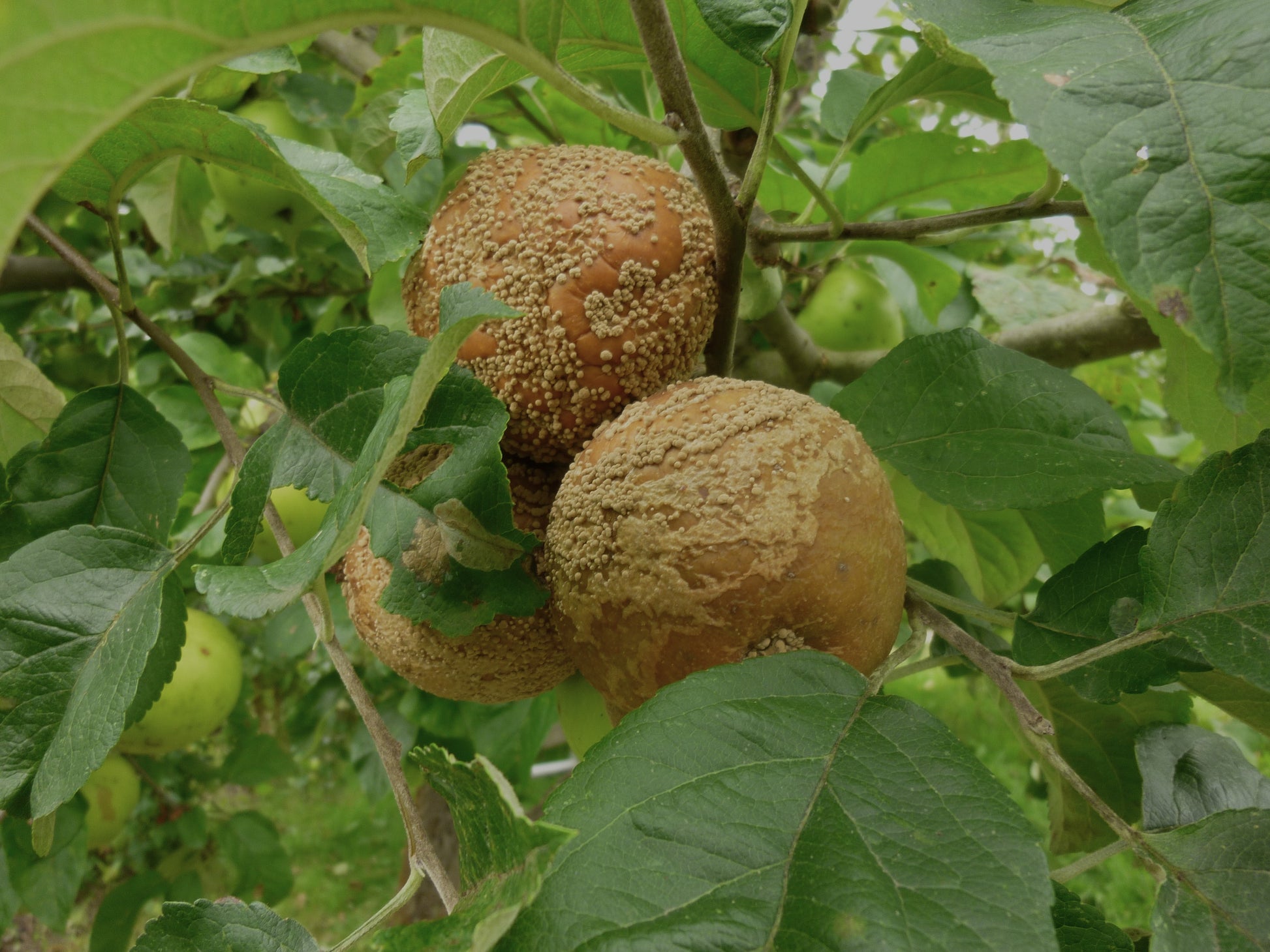 Im Rahmen des Sa. 26.09.2026 | 15.00-17.00 Uhr INTENSIVKURS "Der Obstgarten im Herbst NEU" der Königlichen Gartenakademie lernen Sie, Äpfel mit Braunfäule und Schimmel unter gesundem Obst im Herbstgarten zu erkennen.