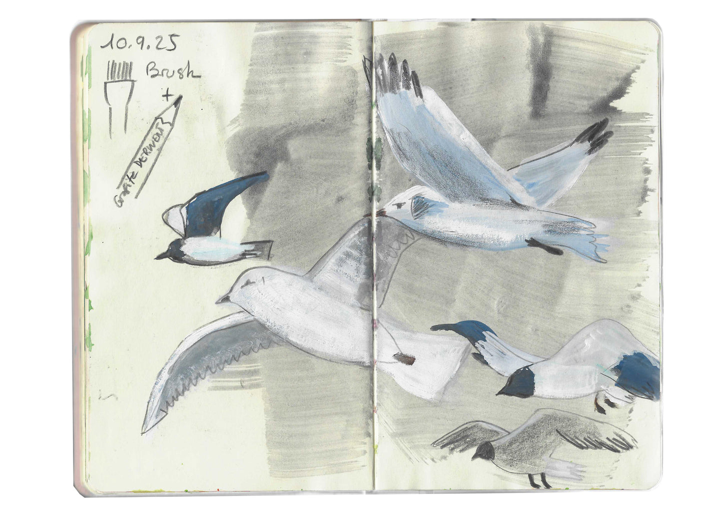 Ein Skizzenbuch mit Bleistift- und Aquarell-Möwen-Illustrationen in Blau und Grau - ideal für alle, die Wildtiere zeichnen oder am Fr. 02.10.2026 | 10-13 Uhr AQUARELL WORKSHOP Tiere Skizzieren NEU der Königlichen Gartenakademie teilnehmen. Links: Notizen, Swatch & "BRUSH" Pfeil.