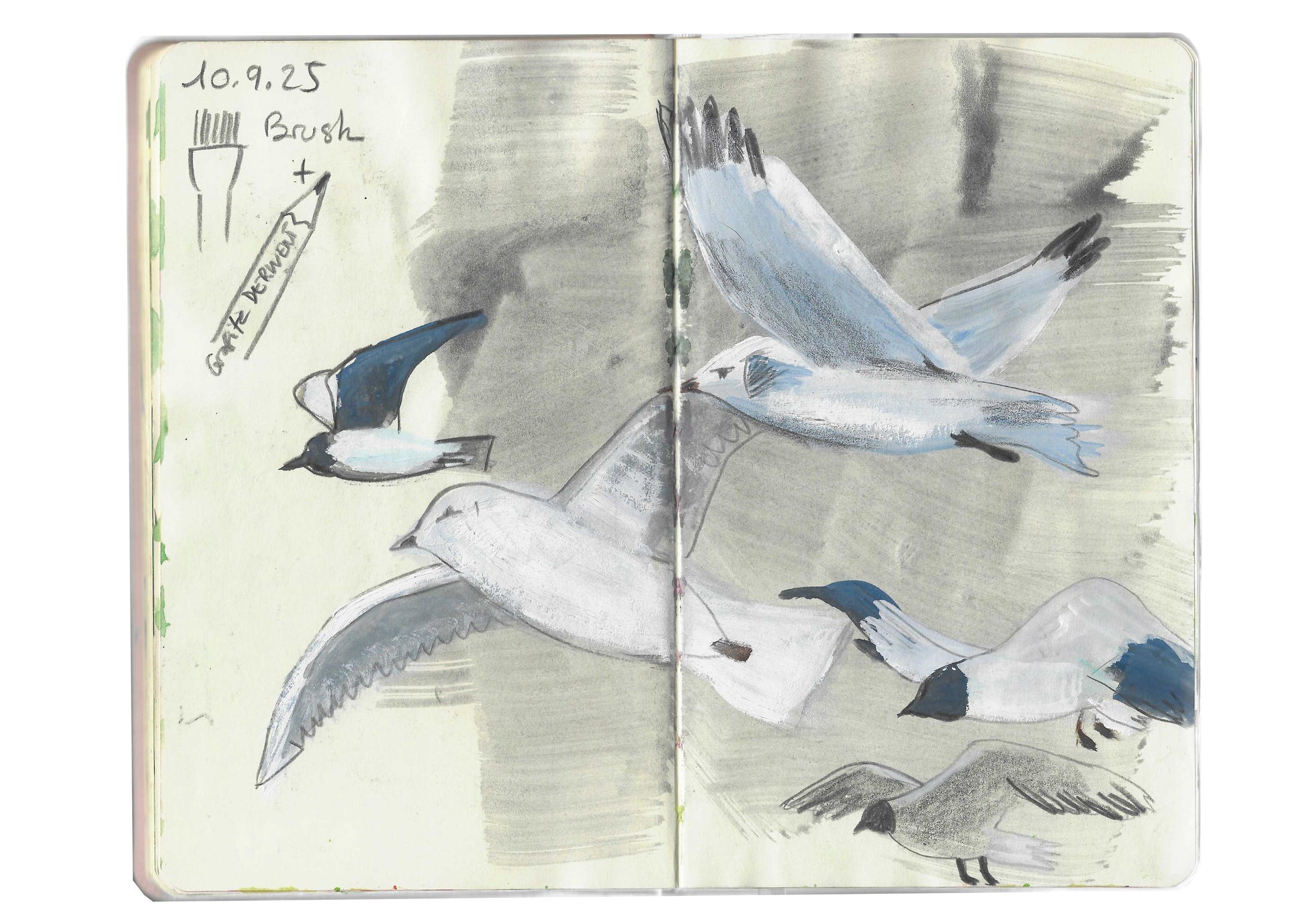 Ein Skizzenbuch mit Bleistift- und Aquarell-Möwen-Illustrationen in Blau und Grau - ideal für alle, die Wildtiere zeichnen oder am Fr. 02.10.2026 | 10-13 Uhr AQUARELL WORKSHOP Tiere Skizzieren NEU der Königlichen Gartenakademie teilnehmen. Links: Notizen, Swatch & "BRUSH" Pfeil.