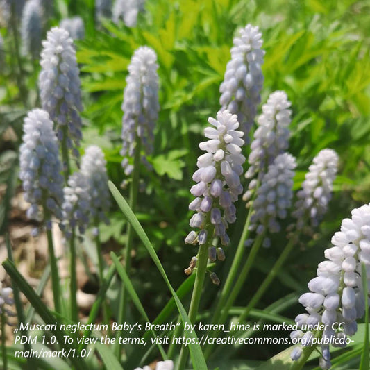 Nahaufnahme von blassvioletten und weißen Blüten der Traubenhyazinthe „Baby's Breath“ von Weijers, die in einem Garten mit grünem Laub blühen. Der Bildtext enthält Angaben zum Bildnachweis und zur Creative-Commons-Lizenz.