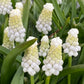 Nahaufnahme von dicht gedrängten, schneeweißen, glockenförmigen Blütenständen mit grünlich-gelben Spitzen, die aufrecht zwischen schmalen Blättern wachsen. Muscari armeniacum ‚Siberian Tiger‘ von Weijers eignet sich mit seinen bezaubernden, aufrecht stehenden Blüten perfekt für einen Balkontopf.