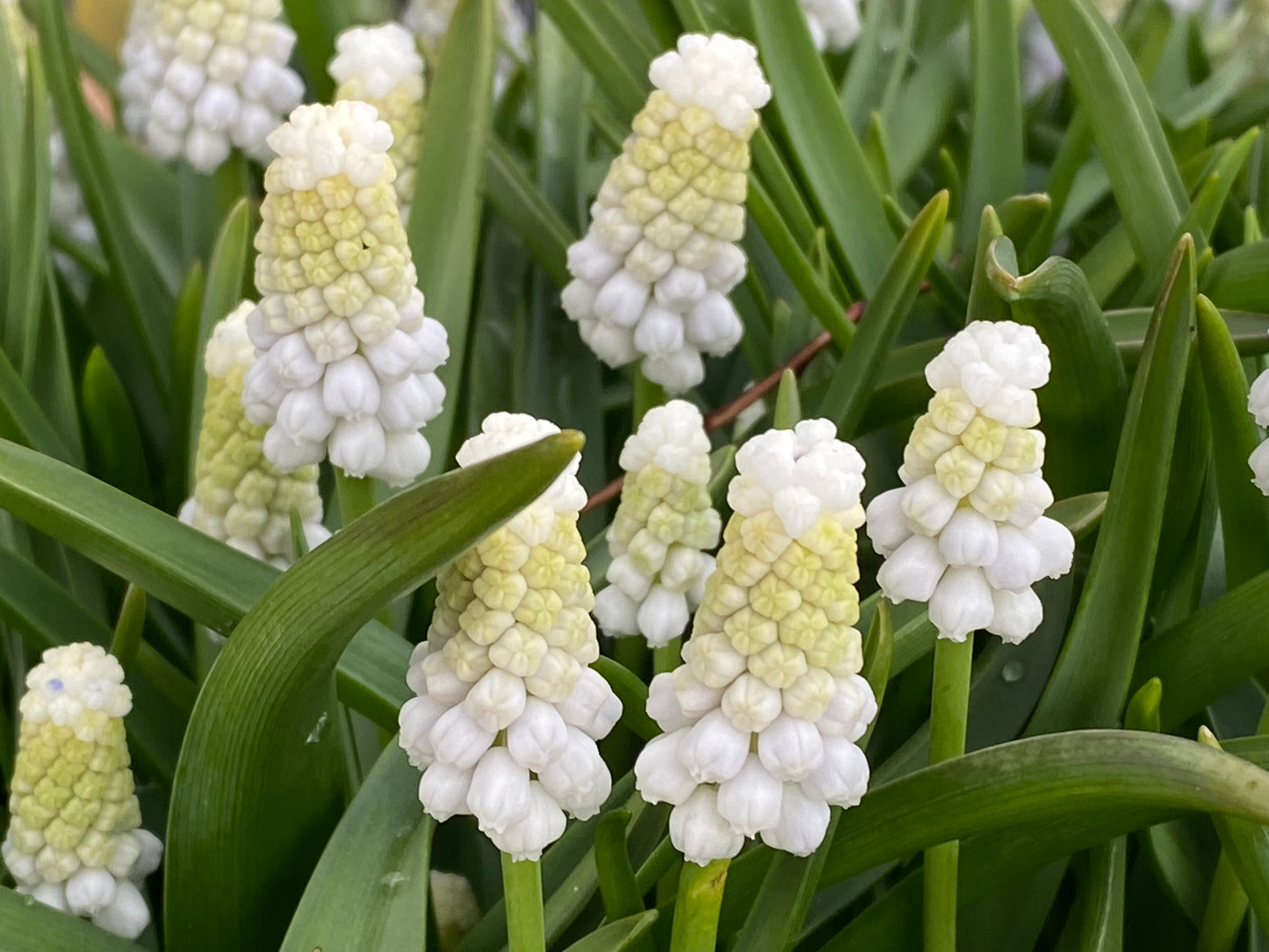 Nahaufnahme von dicht gedrängten, schneeweißen, glockenförmigen Blütenständen mit grünlich-gelben Spitzen, die aufrecht zwischen schmalen Blättern wachsen. Muscari armeniacum ‚Siberian Tiger‘ von Weijers eignet sich mit seinen bezaubernden, aufrecht stehenden Blüten perfekt für einen Balkontopf.