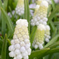 Nahaufnahme von Muscari armeniacum ‚Siberian Tiger‘ von Weijers: schneeweiße, traubenartige Blüten mit grünen Stielen und langen Blättern – ideal für Töpfe auf dem Balkon; diese armenischen Traubenhyazinthen blühen im Freien wunderschön.