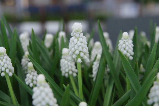 Nahaufnahme von Weijers Muscari armeniacum ‚Siberian Tiger‘ mit strahlend weißen Blüten und grünen, schwertförmigen Blättern vor einem sanft unscharfen Hintergrund.