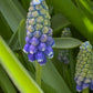 Muscari 'Touch of Snow' - Traubenhyazinthe