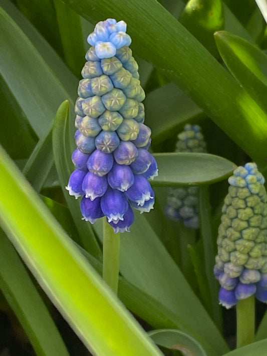 Muscari 'Touch of Snow' - Traubenhyazinthe