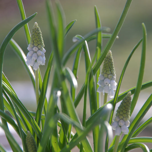 Muscari ‚Valerie Finnis‘ – Die Traubenhyazinthe von Weijers bildet Büschel kleiner, hellblauer Blüten inmitten schlanker grüner Blätter und blüht während ihrer Blütezeit von April bis Mai anmutig in sonnigen Gärten.