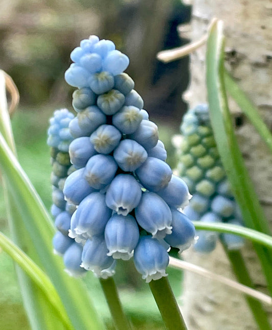 Eine Nahaufnahme von Muscari ‚Baby’s Breath‘ – Traubenhyazinthe von Weijers zeigt eine Gruppe frühblühender, hellblauer Traubenhyazinthen mit grünen Blättern vor einem unscharfen Naturhintergrund.