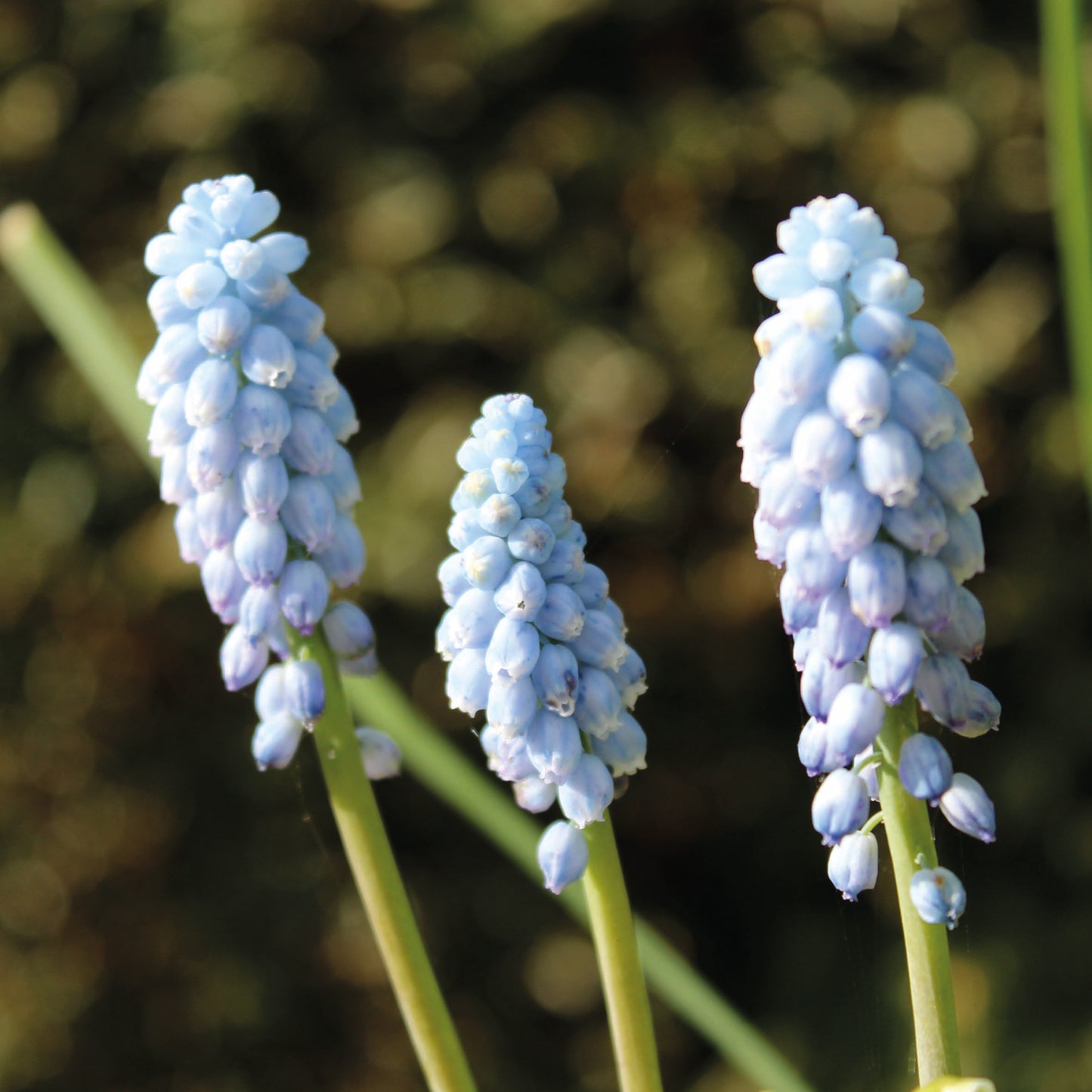 Drei Büschel hellblauer Blüten der Muscari armeniacum 'Esther' (Armenische Traubenhyazinthe) von Weijers an grünen Stielen blühen zart von April bis Mai vor einem unscharfen, dunkelgrünen Hintergrund.