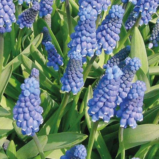 Büschel von leuchtend blauen Muscari 'Muscari auch. Blue Magic' Traubenhyazinthe von Weijers mit kleinen, dicht gedrängten Blüten, die sich im Garten über grüne, schmale Blätter erheben.