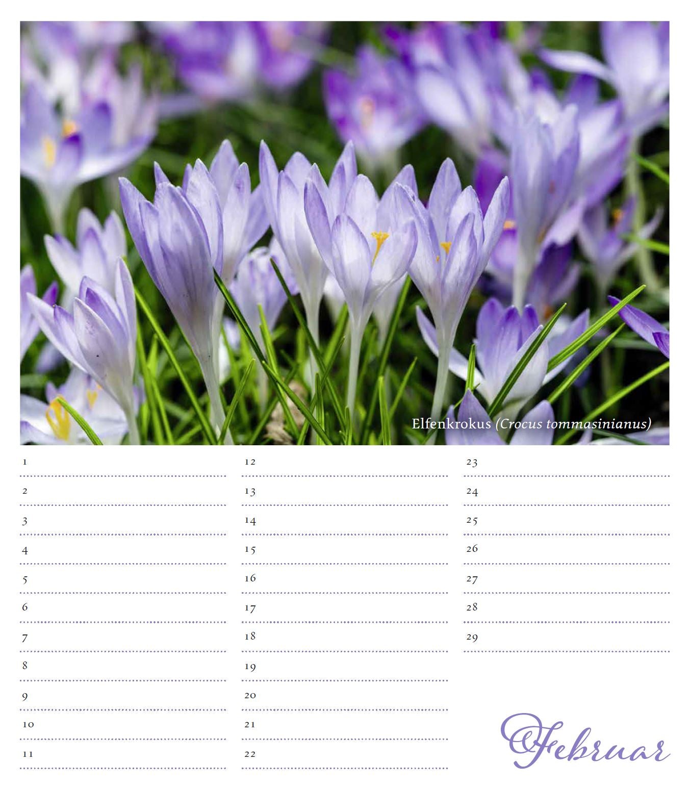 Eine Gruppe hellvioletter Krokusse blüht im grünen Gras über einer Februarseite aus dem Geburtstagskalender Karl Foerster von Monumente Publikationen, mit sichtbaren Daten und "Februar" in Schreibschrift am unteren Rand.