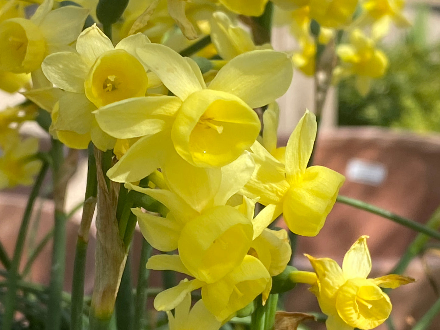 Nahaufnahme der leuchtenden Narzisse „Angel’s Whisper“ (Engelstränen-Narzisse) von Weijers in voller Blüte, mit grünen Stielen und einem sanft unscharfen braun-grünen Hintergrund, der an eine friedliche Gartenszene im Freien erinnert.
