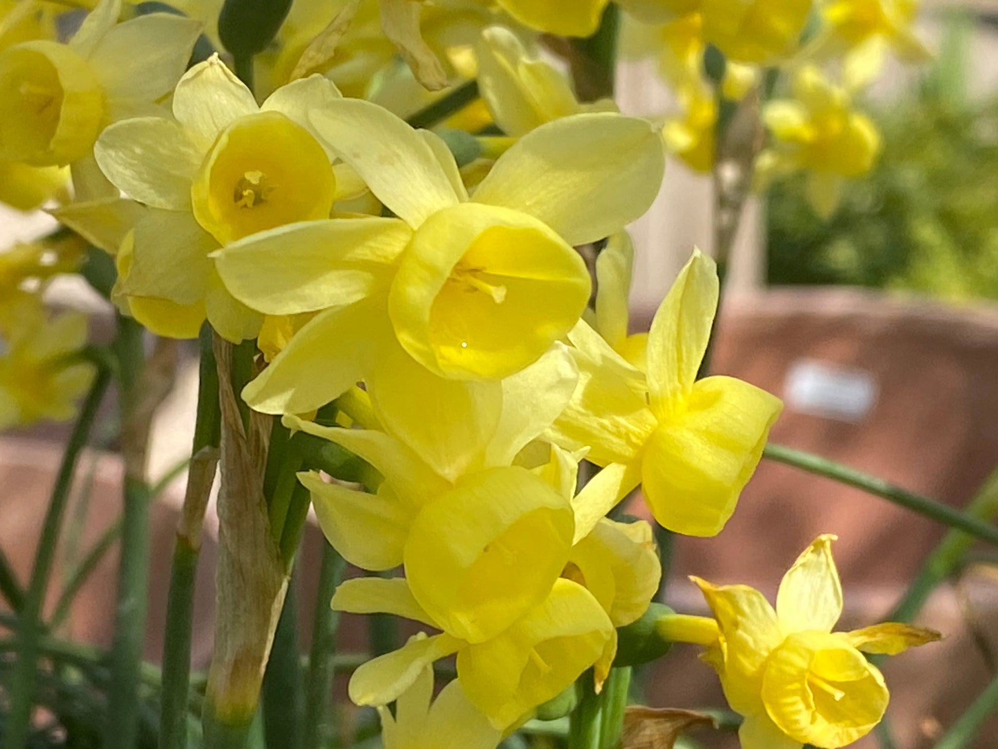 Nahaufnahme der leuchtenden Narzisse „Angel’s Whisper“ (Engelstränen-Narzisse) von Weijers in voller Blüte, mit grünen Stielen und einem sanft unscharfen braun-grünen Hintergrund, der an eine friedliche Gartenszene im Freien erinnert.